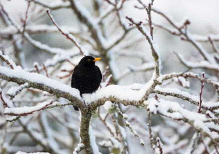 I Giorni della Merla: storia, leggende e verità sul freddo di fine gennaio