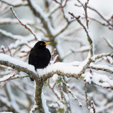 I Giorni della Merla: storia, leggende e verità sul freddo di fine gennaio