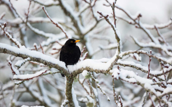 I Giorni della Merla: storia, leggende e verità sul freddo di fine gennaio