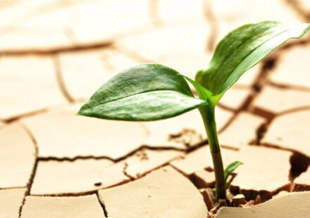 15 gennaio: il giorno della persistenza