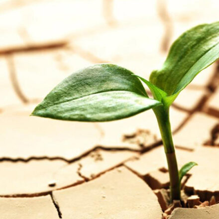 15 gennaio: il giorno della persistenza