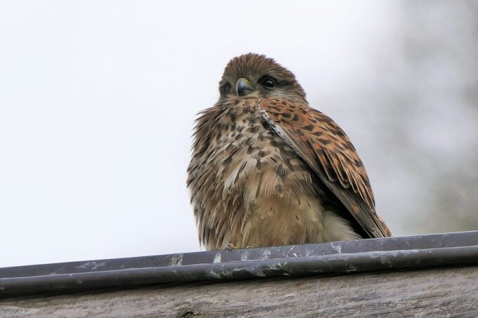 Sorrento, gheppio intrappolato da giorni su un tetto tratto in salvo dal WWF Terre del Tirreno grazie ai Vigili del Fuoco