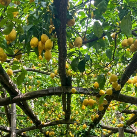 Il termine “Agrumeto” analizzato nel Piccolo Dizionario Amorevole della Penisola Sorrentina e Costiera Amalfitana