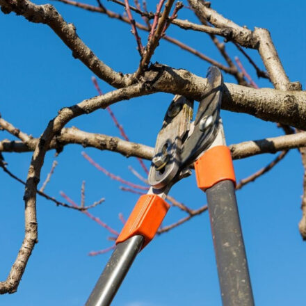 Sorrento, potature delle alberature comunali: divieti di sosta temporanei in diverse zone della città