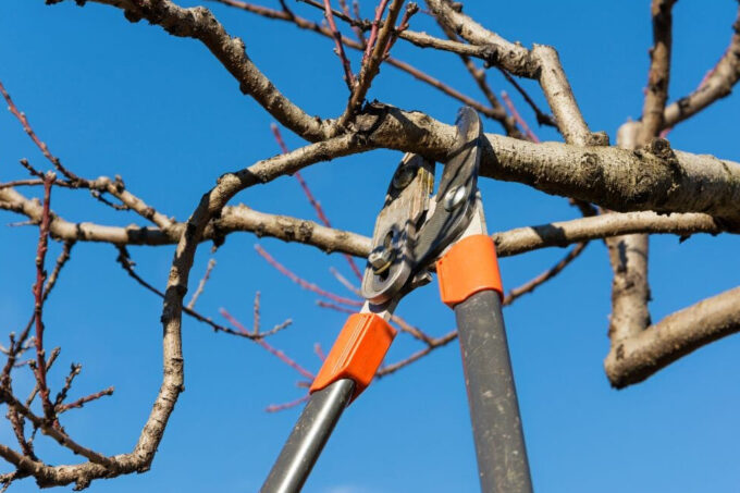 Sorrento, potature delle alberature comunali: divieti di sosta temporanei in diverse zone della città