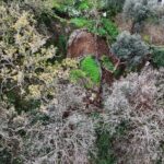 La golosa ricetta di Carnevale della tradizione campana: il sanguinaccio al cioccolato