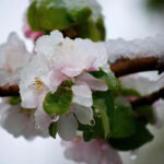 La leggenda dei “giorni della vecchia”: l’ultimo colpo dell’inverno