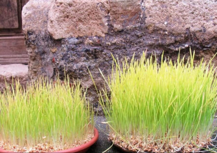 La tradizione delle piantine di grano per il “Sepolcro”, quando e come prepararle