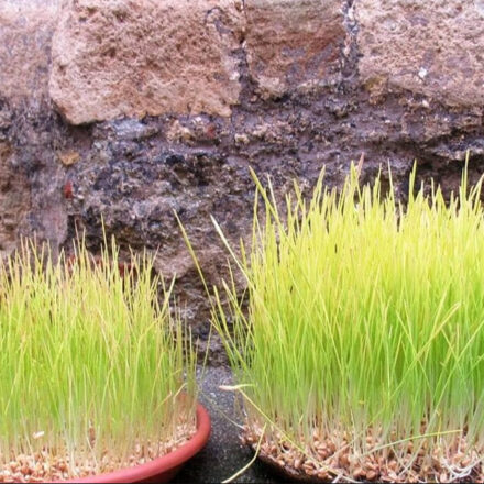 La tradizione delle piantine di grano per il “Sepolcro”, quando e come prepararle