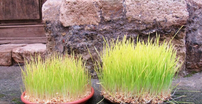 La tradizione delle piantine di grano per il “Sepolcro”, quando e come prepararle