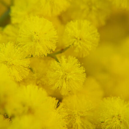 Dalla storia al simbolo: perché l’8 marzo si regala la mimosa