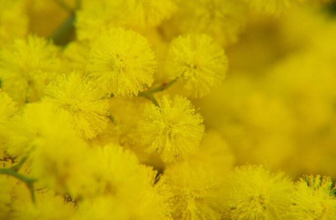 Dalla storia al simbolo: perché l’8 marzo si regala la mimosa