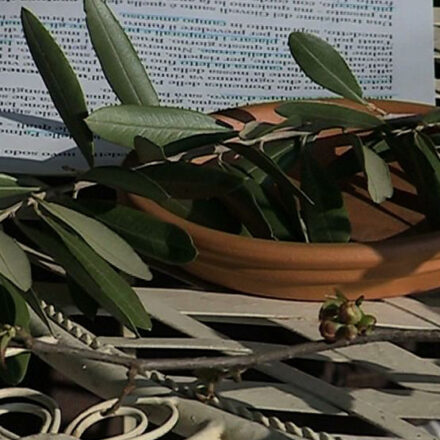 Domenica delle Palme: il ramo d’ulivo tra fede, tradizione e antiche credenze popolari