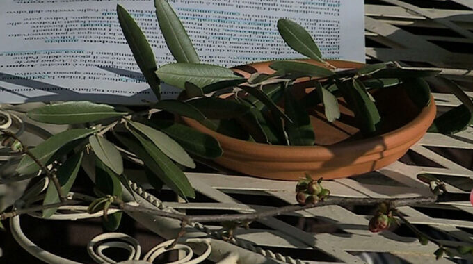 Domenica delle Palme: il ramo d’ulivo tra fede, tradizione e antiche credenze popolari