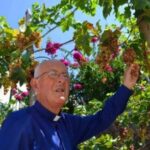 Il termine “Tufo” analizzato nel Piccolo Dizionario Amorevole della Penisola Sorrentina e Costiera Amalfitana