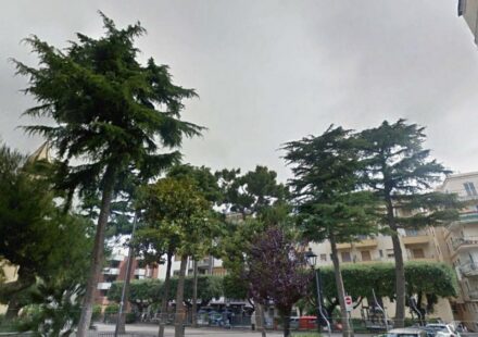 Vico Equense, eliminato a raso il Pino d’Aleppo di 70 anni in Piazza Marconi – FOTOGALLERY