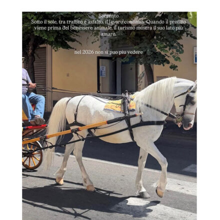 Sorrento, stop alle carrozzelle trainate da cavalli nelle ore più calde. Accolto l’appello del WWF Terre del Tirreno