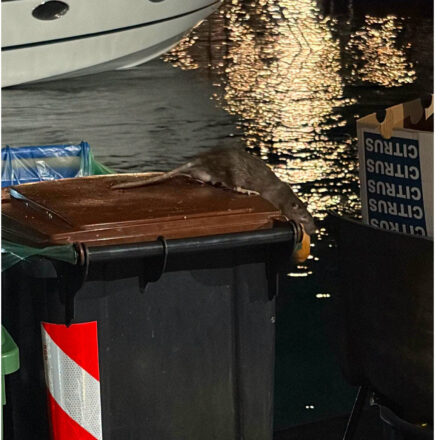 Sorrento, le vecchie reti da pesca di Marina Grande diventano rifugio per topi di grossa taglia: allarme nel borgo marinaro. Ecco le foto