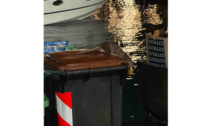 Sorrento, le vecchie reti da pesca di Marina Grande diventano rifugio per topi di grossa taglia: allarme nel borgo marinaro. Ecco le foto
