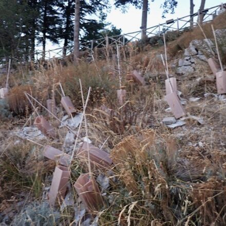 Milioni di fondi PNRR per la foresta che non c’è. Il WWF denuncia l’ennesimo rimboschimento bluff sul Monte Faito