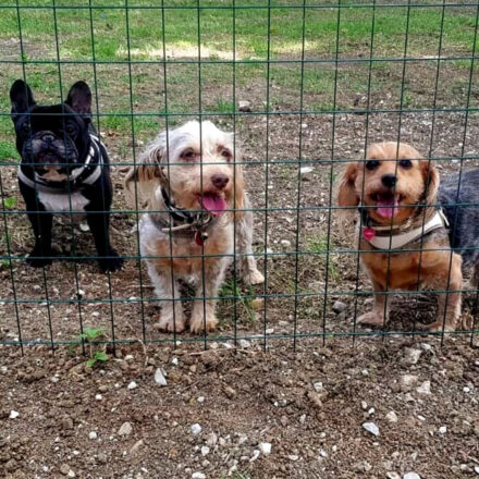 Sorrento, la proposta del consigliere Luigi Di Prisco: «Riaprire l’area di sgambamento per cani alle spalle di Villa Fiorentino»